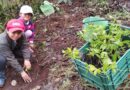 Reforestación con árboles nativos – Campo Verde Estéreo